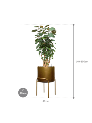 IMAGE for product variant SKU CC0054482