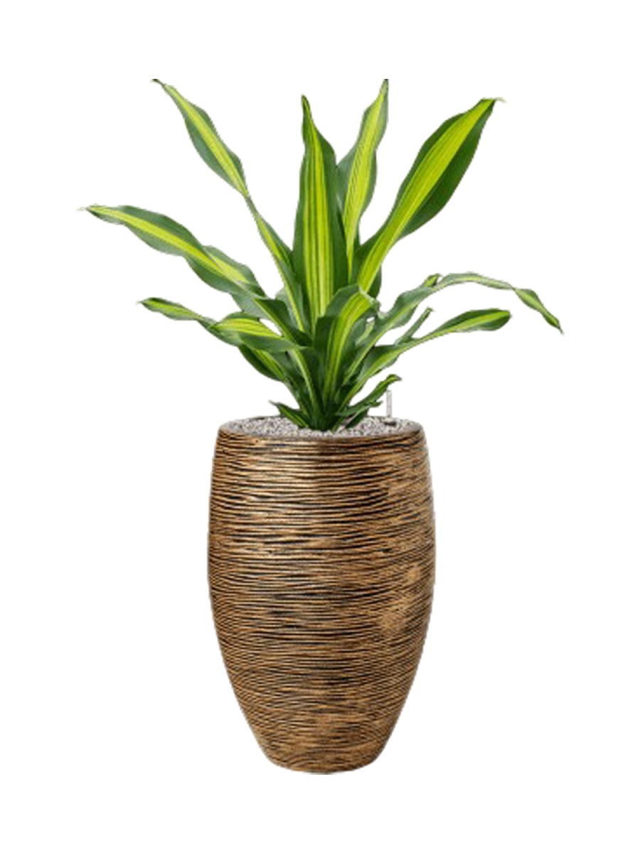
Pflanzen Arrangement „Dracaena fragrans in Capi Nature Rib“, Höhe 110-120 cm