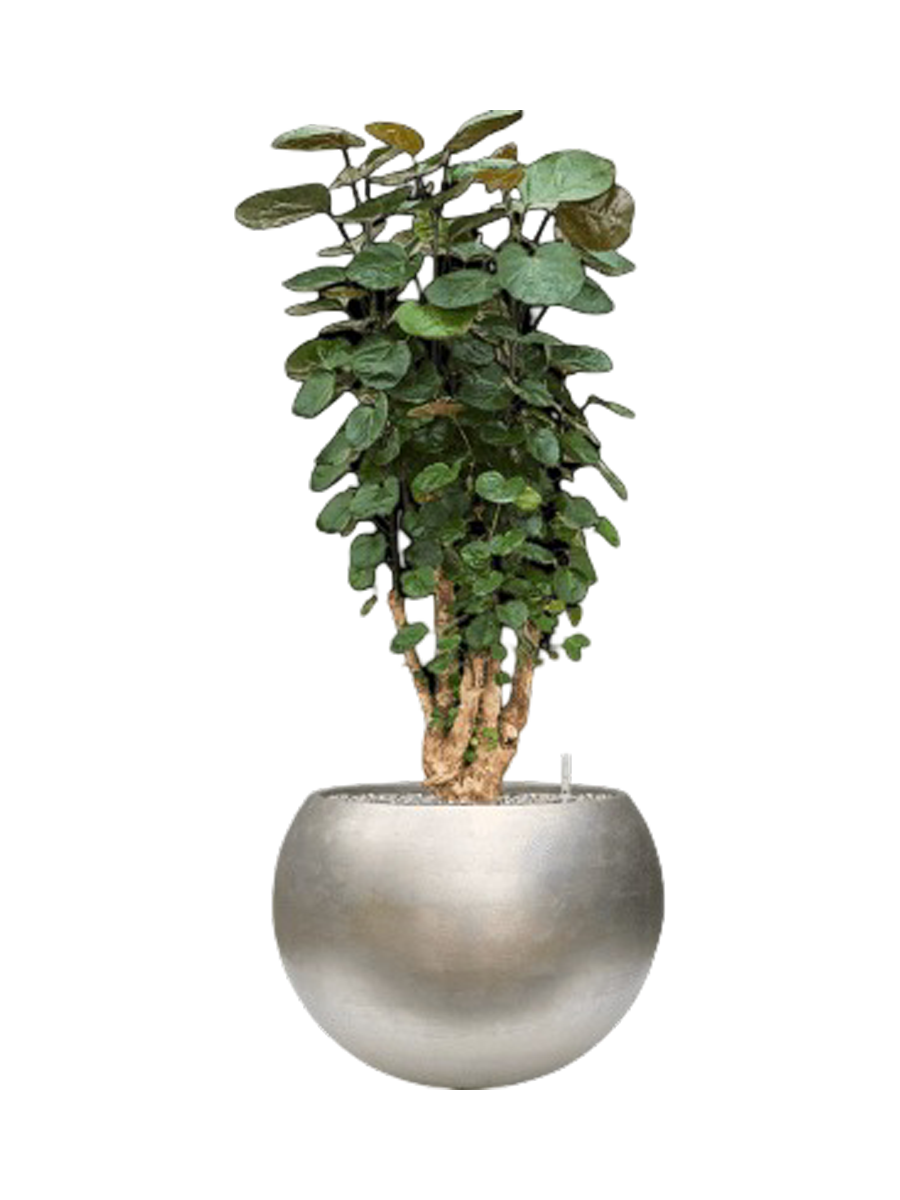 
Pflanzen Arrangement „Aralia Fabian in Baq Metallic“, Höhe 115-125 cm
