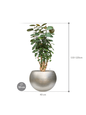 IMAGE for product variant SKU CC0054901