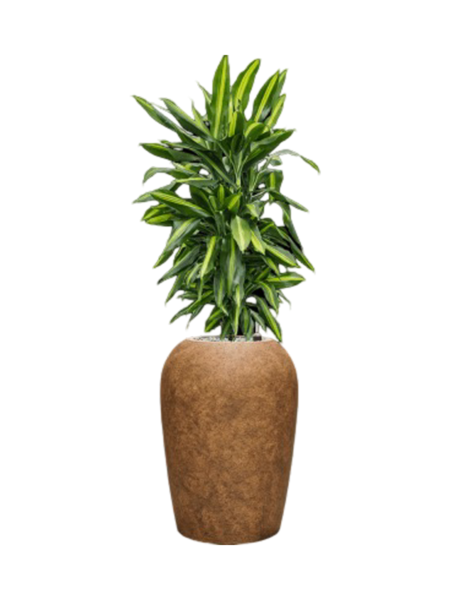 
Pflanzen Arrangement „Dracaena fragrans Cintho in Mineral“, Höhe 115-125 cm
