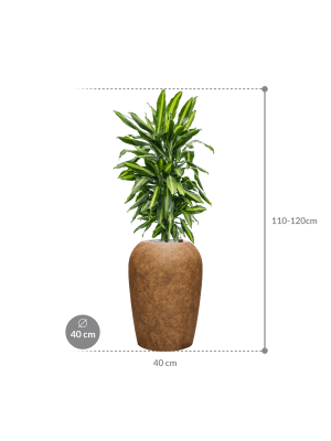IMAGE for product variant SKU CC0055081