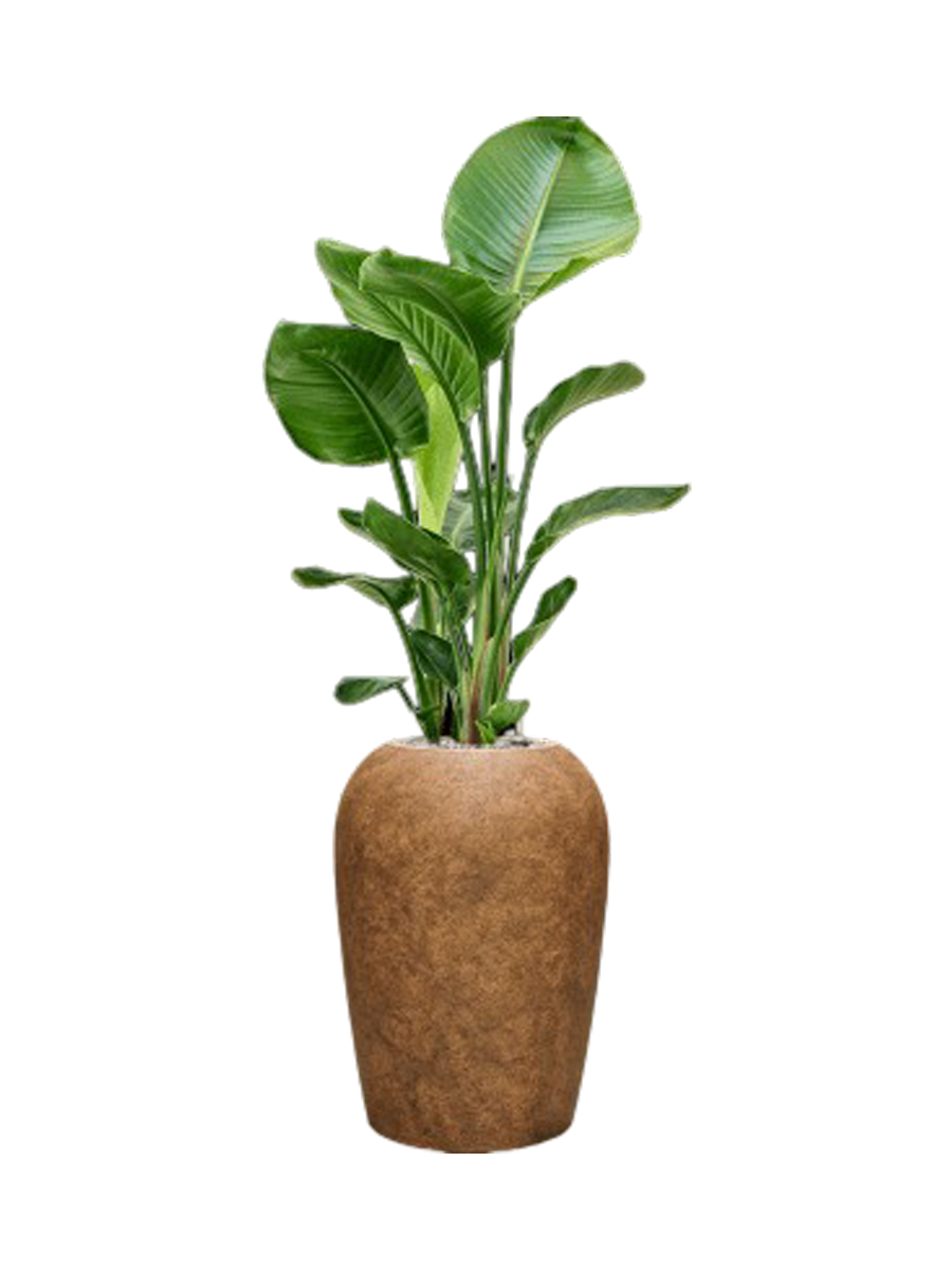 
Composition de plantes « Strelitzia nicolai dans un minéral »