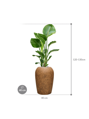 IMAGE for product variant SKU CC0055084