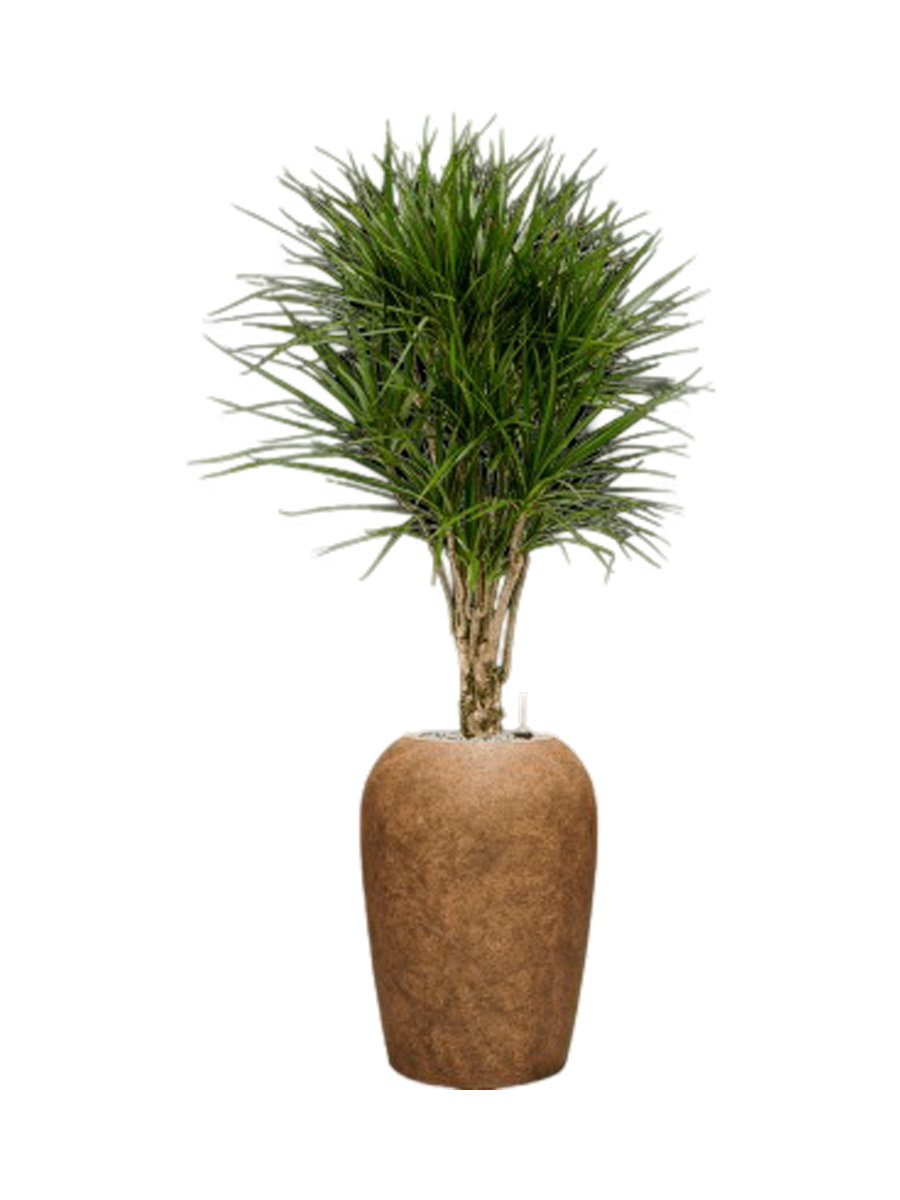 
Pflanzen Arrangement „Dracaena marginata in Mineral“, Höhe 140-150 cm