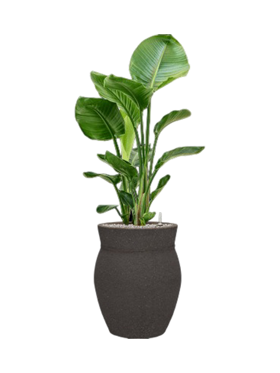 
Composition de plantes « Strelitzia nicolai en Méditerranée »
