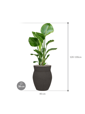 IMAGE for product variant SKU CC0055987