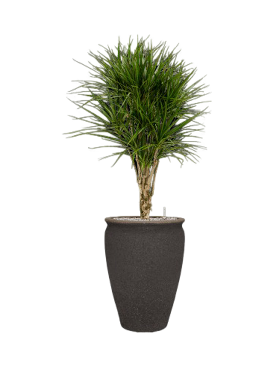 
Pflanzen Arrangement „Dracaena marginata in Mediterranean“, Höhe 145-155 cm