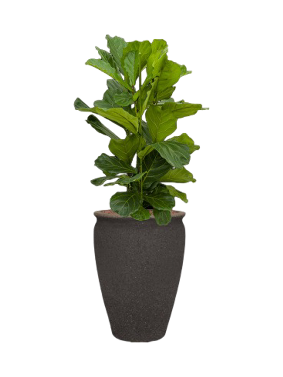 
Arrangement de plantes « Ficus lyrata en Méditerranée »
