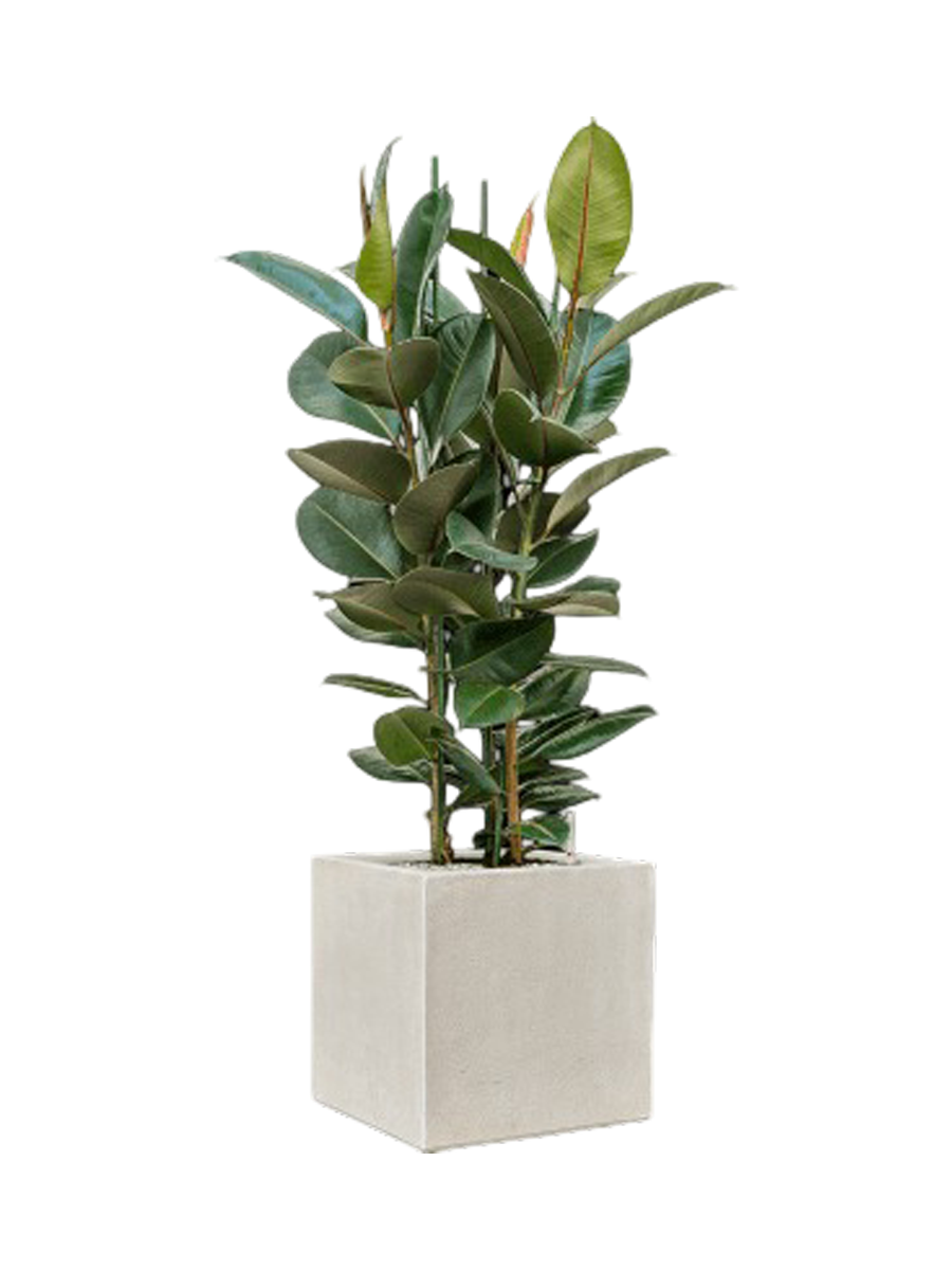 
Composition végétale « Ficus elastica 'Robusta' Anvers » - Blanc