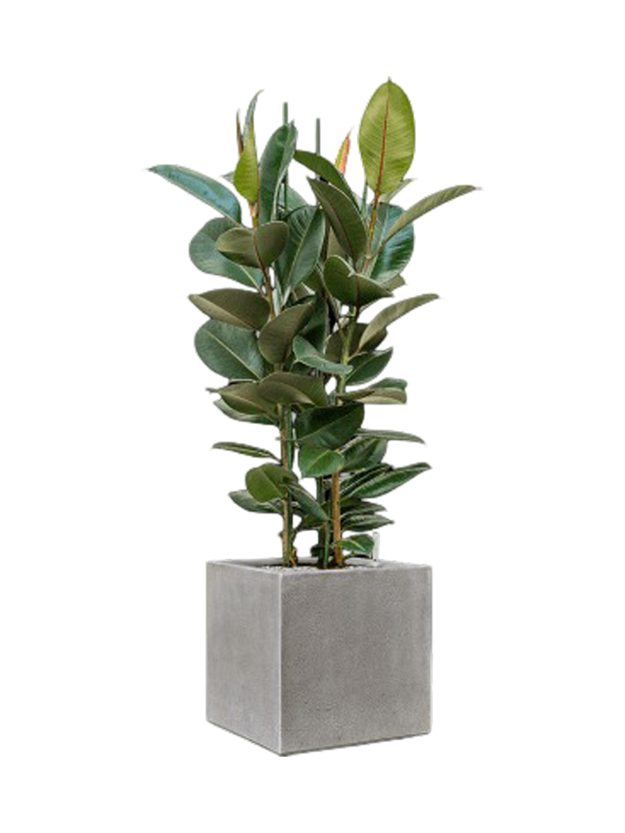 
Composition végétale « Ficus elastica 'Robusta' Anvers » - Gris clair