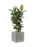 IMAGE for product variant SKU CC0057426
