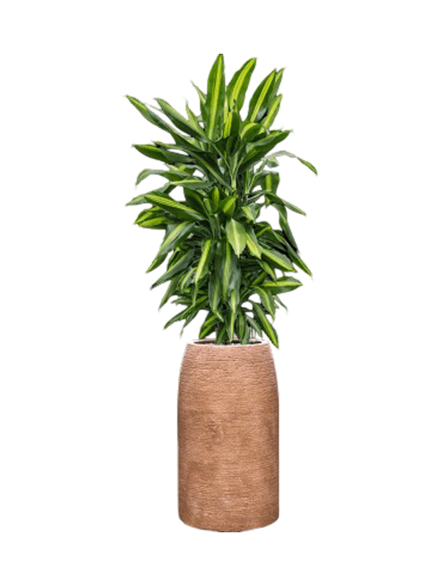 
Pflanzen Arrangement „Dracaena fragrans Cintho in Colorado“, Höhe 110-120 cm - Farbe Blumentopf: Hellbraun