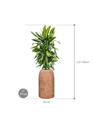 IMAGE for product variant SKU CC0059109