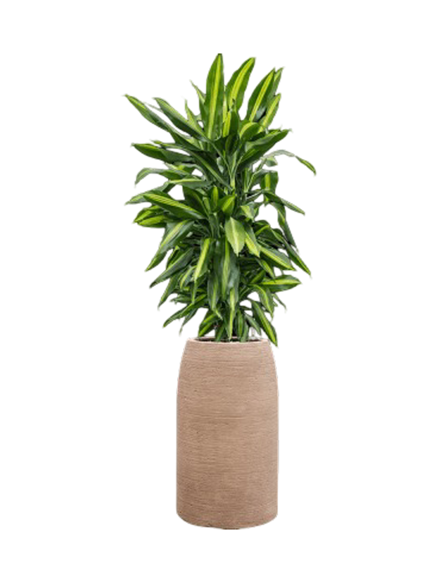 
Pflanzen Arrangement „Dracaena fragrans Cintho in Colorado“, Höhe 110-120 cm - Farbe Blumentopf: Beige
