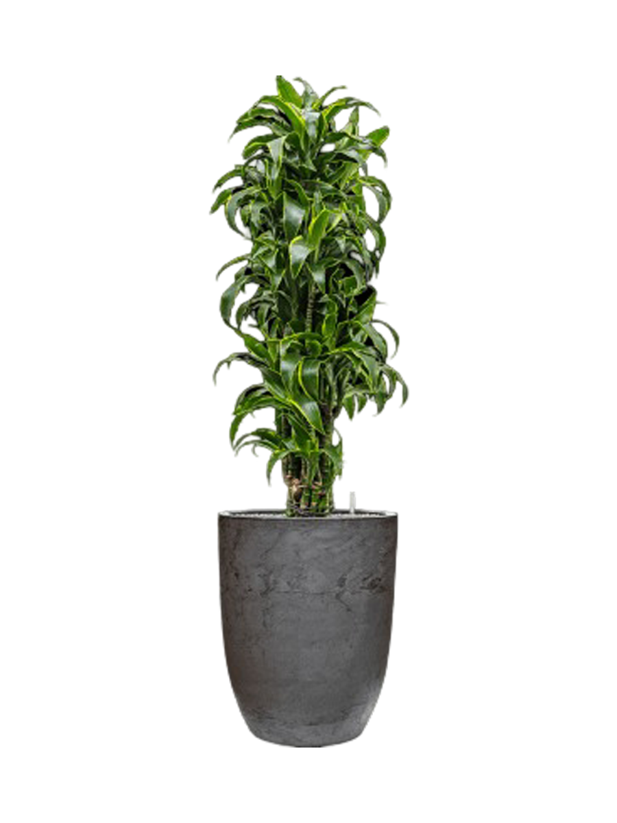 
Pflanzen Arrangement „Dracaena fragrans 'Dorado' in Algar“, Höhe 160-170 cm - Dunkelgrau