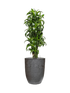 IMAGE for product variant SKU CC0061181