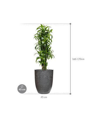 IMAGE for product variant SKU CC0061181