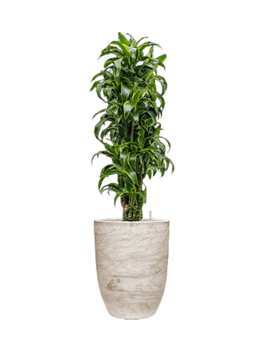 
Pflanzen Arrangement „Dracaena fragrans 'Dorado' in Algar“, Höhe 160-170 cm - Ecru