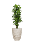 IMAGE for product variant SKU CC0061184