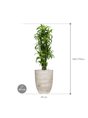 IMAGE for product variant SKU CC0061184