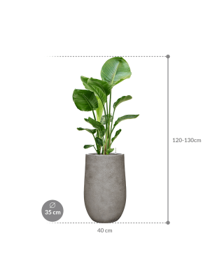 IMAGE for product variant SKU CC0063072