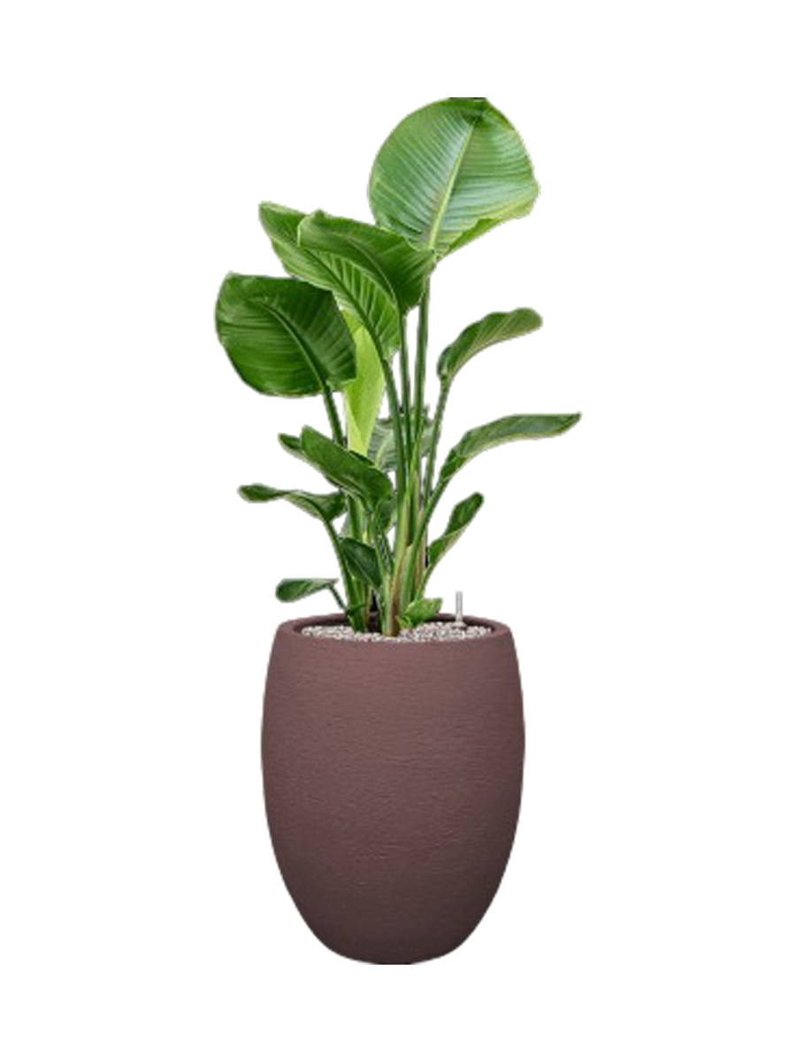 
Arrangement de plantes « Strelitzia nicolai in Terreno » - Marron