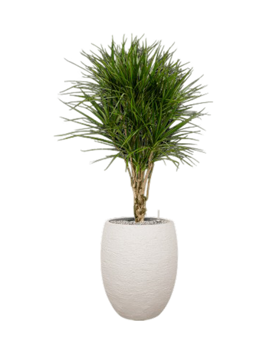 
Arrangement de plantes « Dracaena marginata dans Terreno », hauteur 140 cm - Blanc