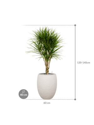 IMAGE for product variant SKU CC0063868