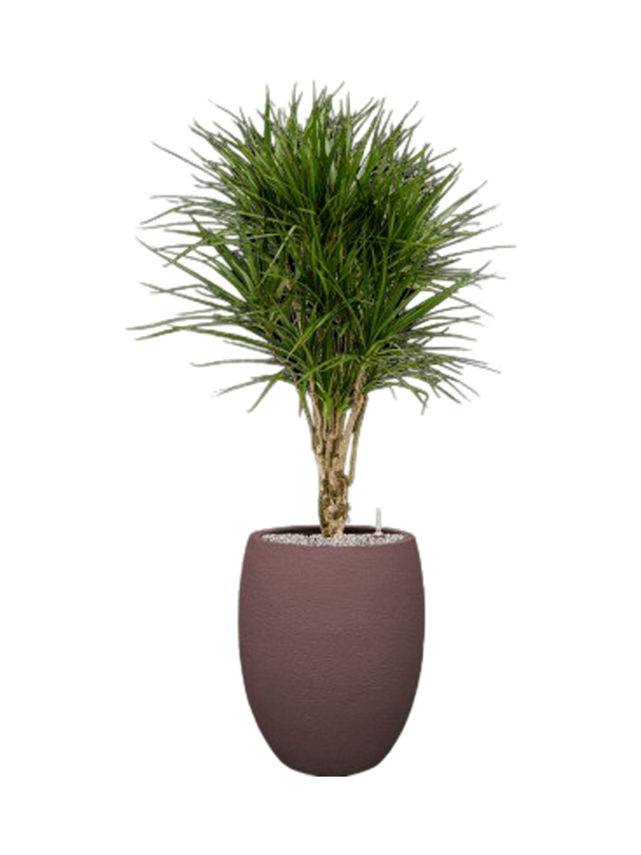 
Arrangement de plantes « Dracaena marginata dans Terreno », hauteur 140 cm - Marron
