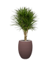 IMAGE for product variant SKU CC0063871