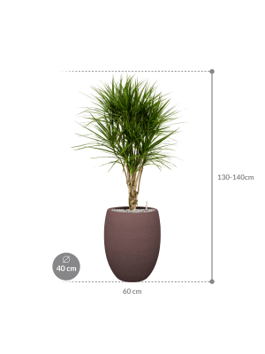 IMAGE for product variant SKU CC0063871