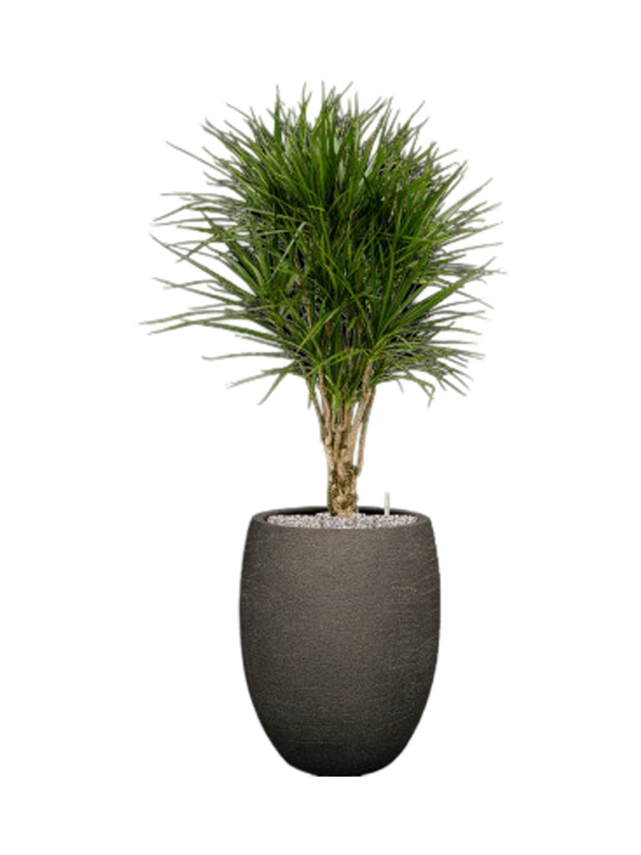 
Arrangement de plantes « Dracaena marginata dans Terreno », hauteur 140 cm - Noir