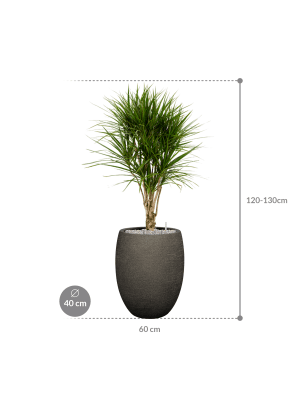 IMAGE for product variant SKU CC0063883