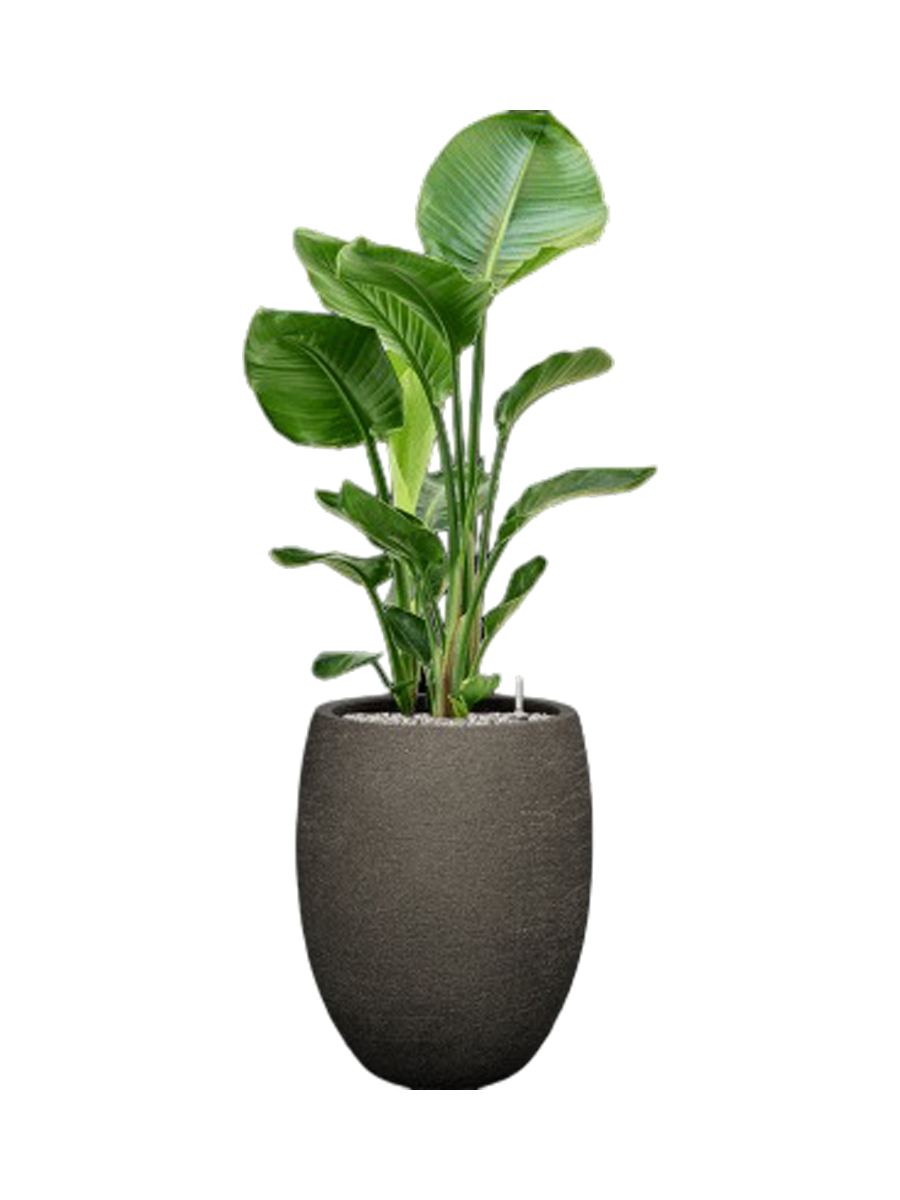 
Arrangement de plantes « Strelitzia nicolai in Terreno » - Écorce