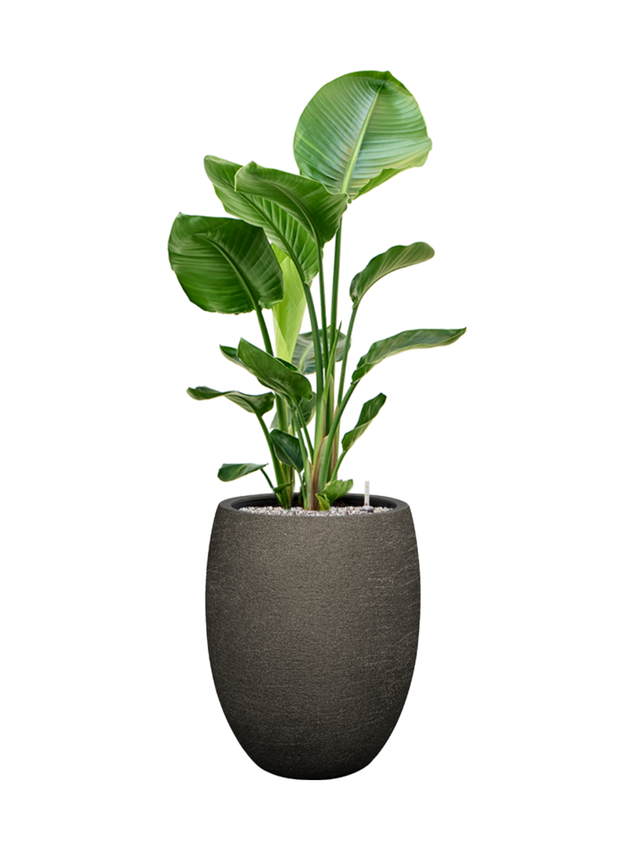 
Composition de plantes « Strelitzia nicolai dans Goutte de pluie »