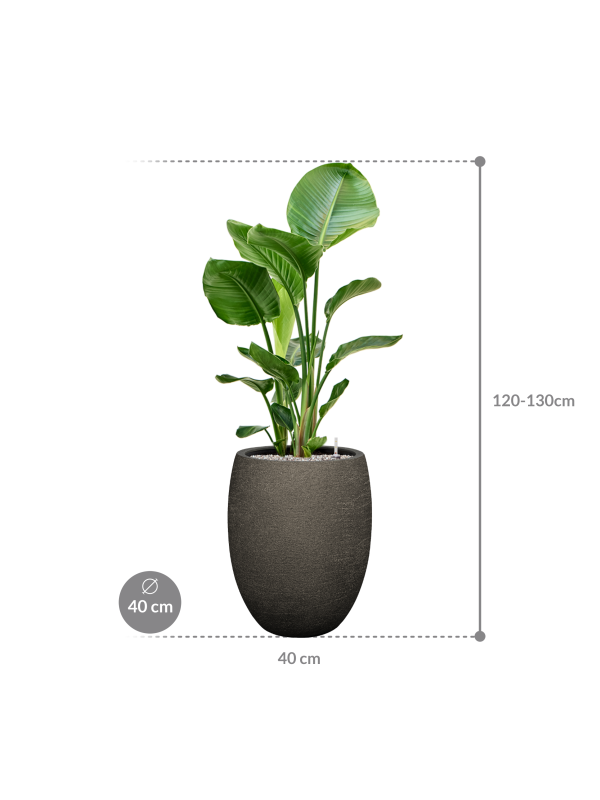 
Composition de plantes « Strelitzia nicolai dans Goutte de pluie »