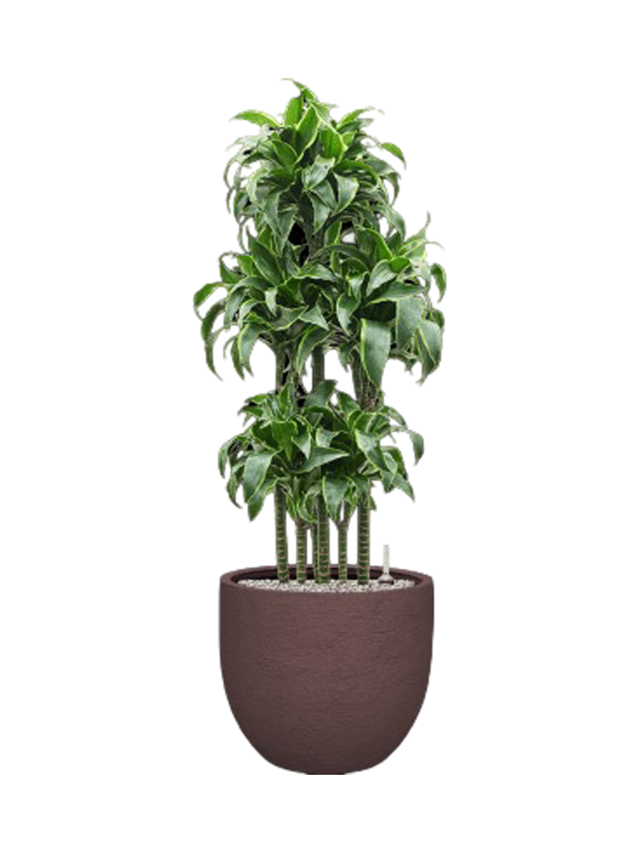 
Pflanzen Arrangement „Dracaena fragrans 'Dorado' in Terreno“, Höhe 135-140 cm - Dunkelbraun