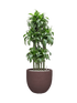 IMAGE for product variant SKU CC0063946