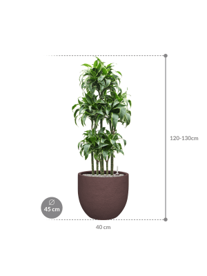IMAGE for product variant SKU CC0063946