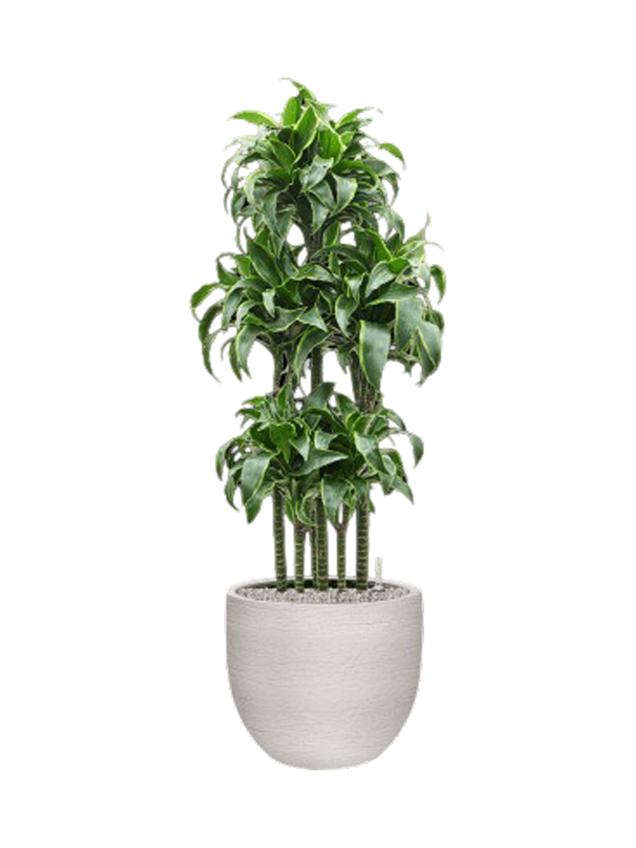 
Pflanzen Arrangement „Dracaena fragrans 'Dorado' in Terreno“, Höhe 135-140 cm - Hellgrau