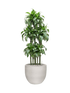 IMAGE for product variant SKU CC0063949
