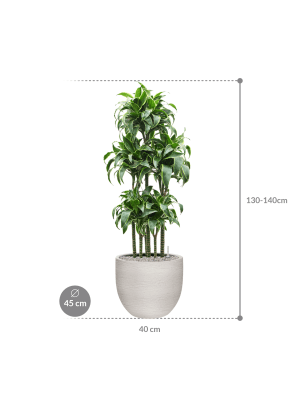 IMAGE for product variant SKU CC0063949