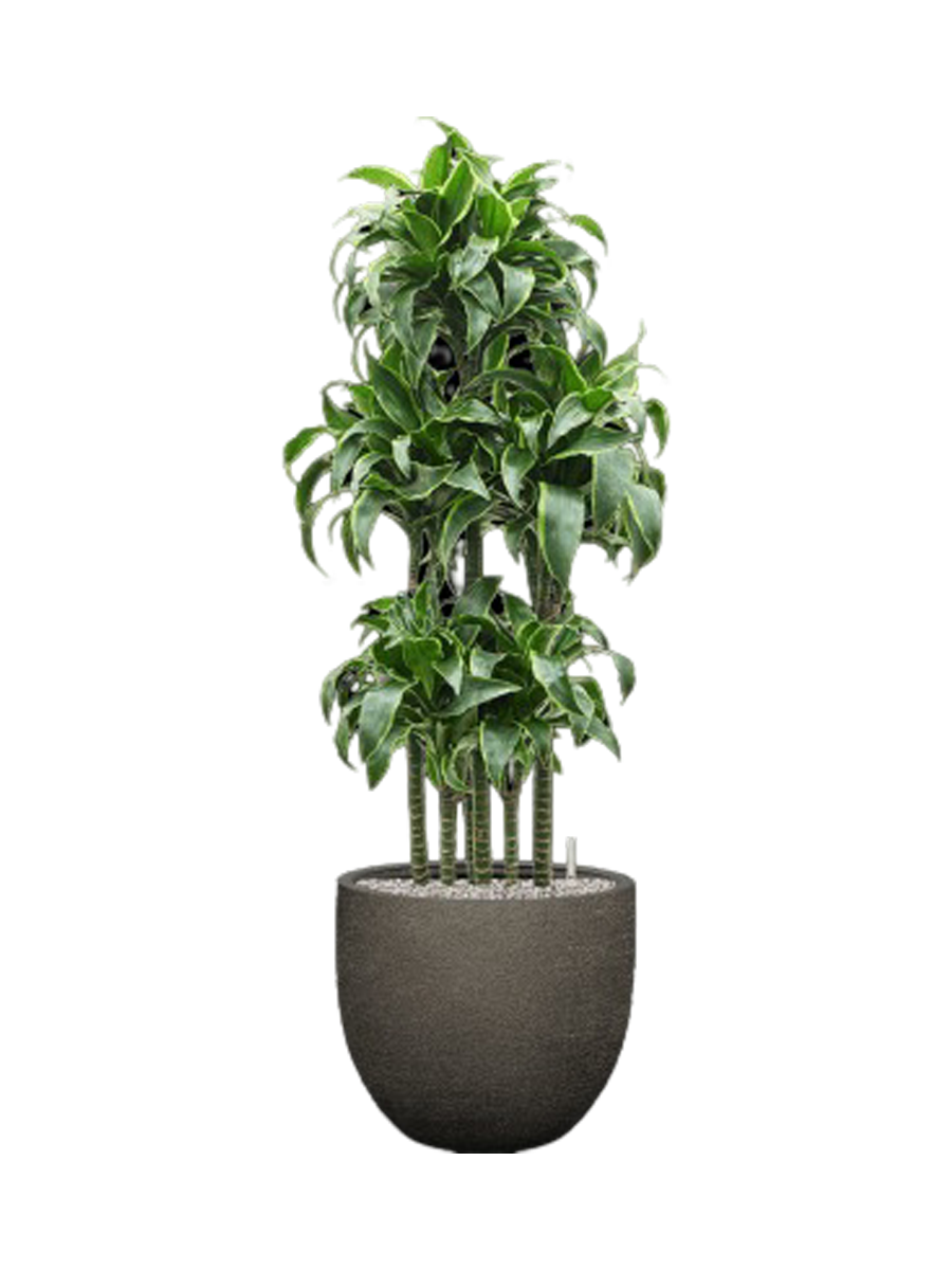 
Pflanzen Arrangement „Dracaena fragrans 'Dorado' in Terreno“, Höhe 135-140 cm - Dunkelgrau