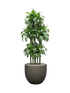 IMAGE for product variant SKU CC0063952