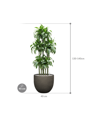IMAGE for product variant SKU CC0063952