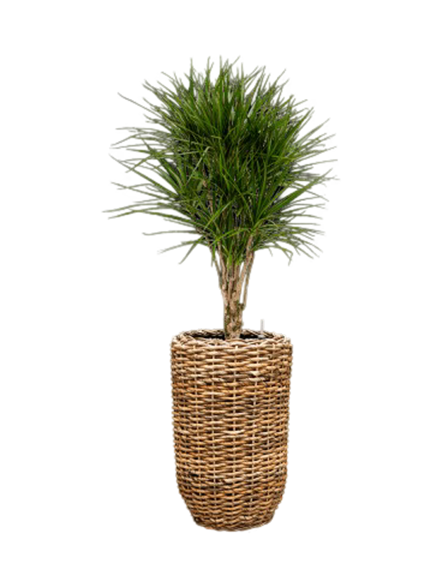 
Composition végétale « Dracaena marginata en Drypot Abaca », hauteur 150-160 cm