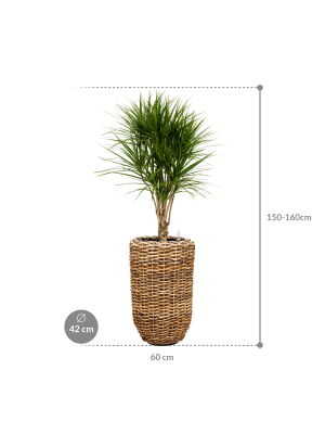 IMAGE for product variant SKU CC0064027