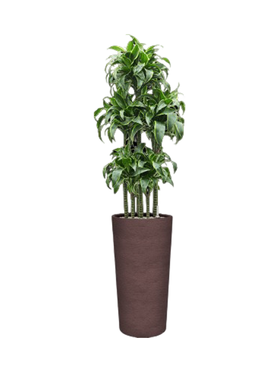 
Pflanzen Arrangement „Dracaena fragrans 'Dorado' in Terreno“, Höhe 165-175 cm - Braun