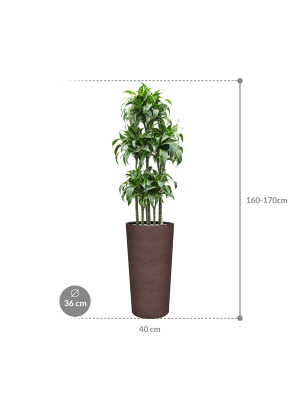IMAGE for product variant SKU CC0064386